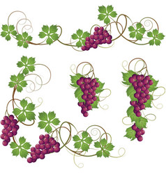 Vine vector image