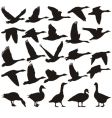 Geese silhouette vector image