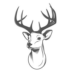 Deer head isolated on white background vector image