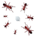 Ants vector image