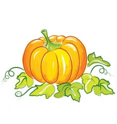 Pumpkin vector image