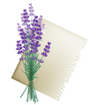 Lavender vector image