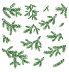 Branches of a Christmas tree vector image