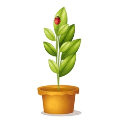 Plant and bug vector image