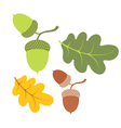 Acorn vector image