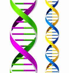 Dna strands vector image