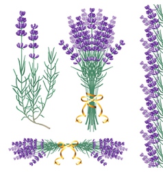 Lavender common vector image