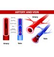 Artery and vein vector image
