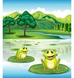 Two frogs above the waterlilies vector image
