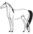 Beautiful horse vector image