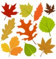 Autumn leaf vector image