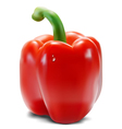 Red paprika vector image