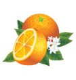 Oranges vector image