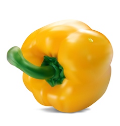 Yellow paprika vector image