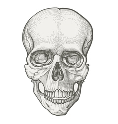 Human skull vector image