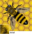 Bee pattern vector image
