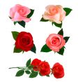 Big set with beauty roses vector image