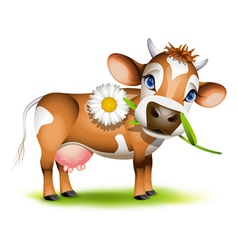 Little Jersey cow vector image