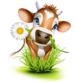 Jersey cow in green grass vector image