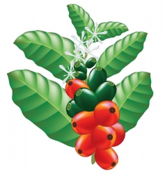 Fruits and flowers of coffee tree vector image