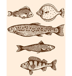 Fish vector image