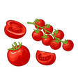 Set of hand drawn tomatoes branch whole and vector image