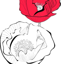 Stylized Poppy flower vector image