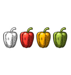 Sweet bell pepper vintage engraved vector image