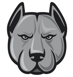 Pit bull head - pit bull terrier vector image
