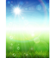 Summer background with green grass vector image