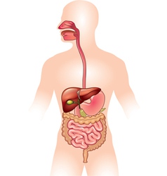 Human digestive system vector image