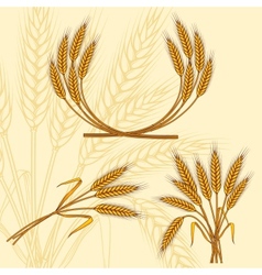 Wheat ears vector image