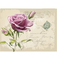 Vintage postcard with beautiful rose handdrawing vector image