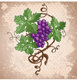 Grape vector image