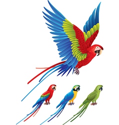 Parrot vector image