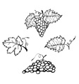 Grape vector image