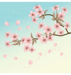 Cherry Tree Card with stylized blossom vector image