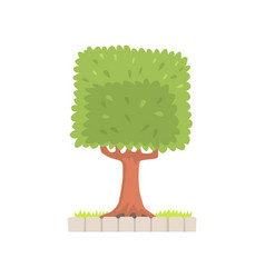 Green tree with a square crown Green tree with a square crown vector image