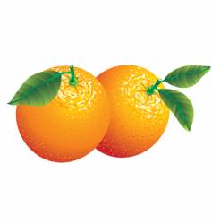Two oranges vector image