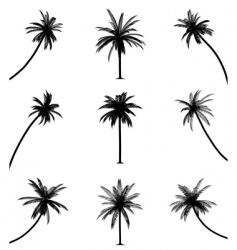Palm trees vector image