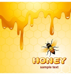 Bee on honeycomb vector image