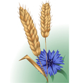 Spikelets and cornflower vector image