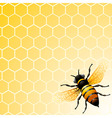 Bee on honeycomb vector image