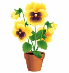 Pansy vector image