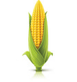 Corncob vector image