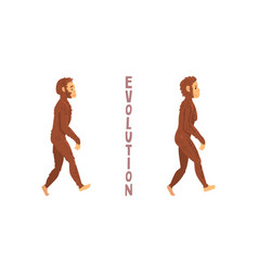 Biology human evolution stages evolutionary Vector Image