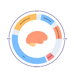 Sleep wake cycle Royalty Free Vector Image - VectorStock