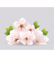 Cherry flowers vector image