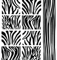 Zebra patterns vector image