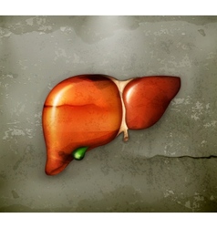Human liver old-style vector image